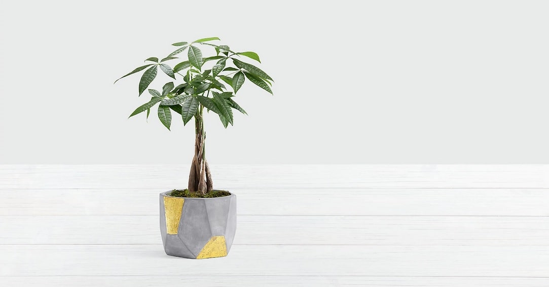 BỐ TRÍ CÂY XANH TRONG BẢN VẼ THIẾT KẾ VĂN PHÒNG